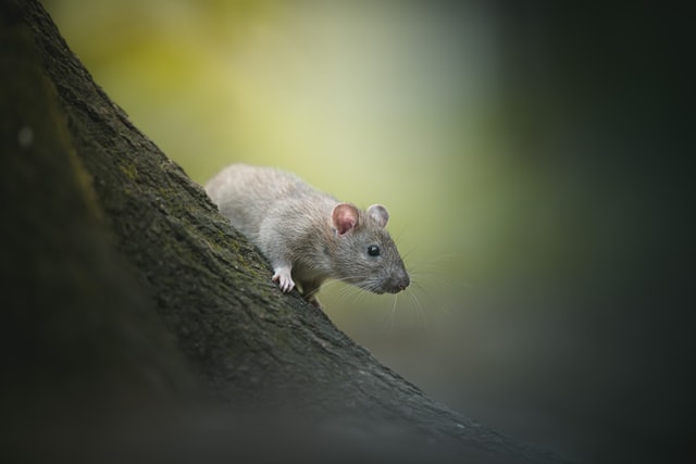 Read more about the article Rat Pest Control