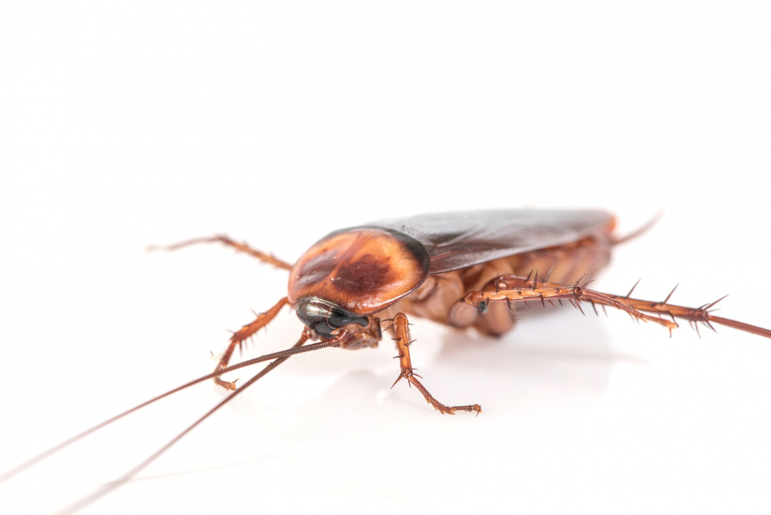 Read more about the article Cockroach Control