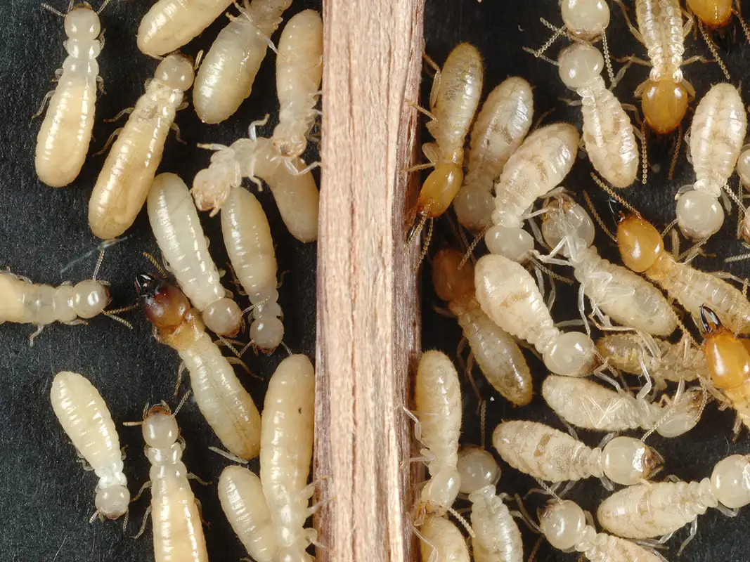 Read more about the article Termite Pest Control