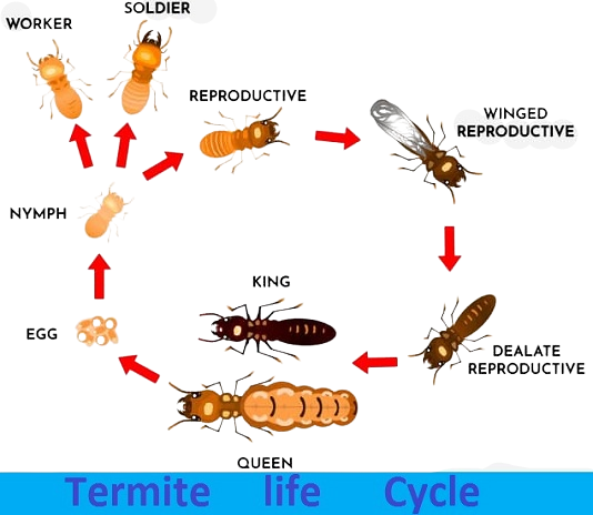 Gurgaon - one india Pest Control | Termite Treatment Services Govt Approved