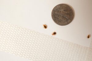 Read more about the article 5 Signs Your Home is a House of Bed Bugs