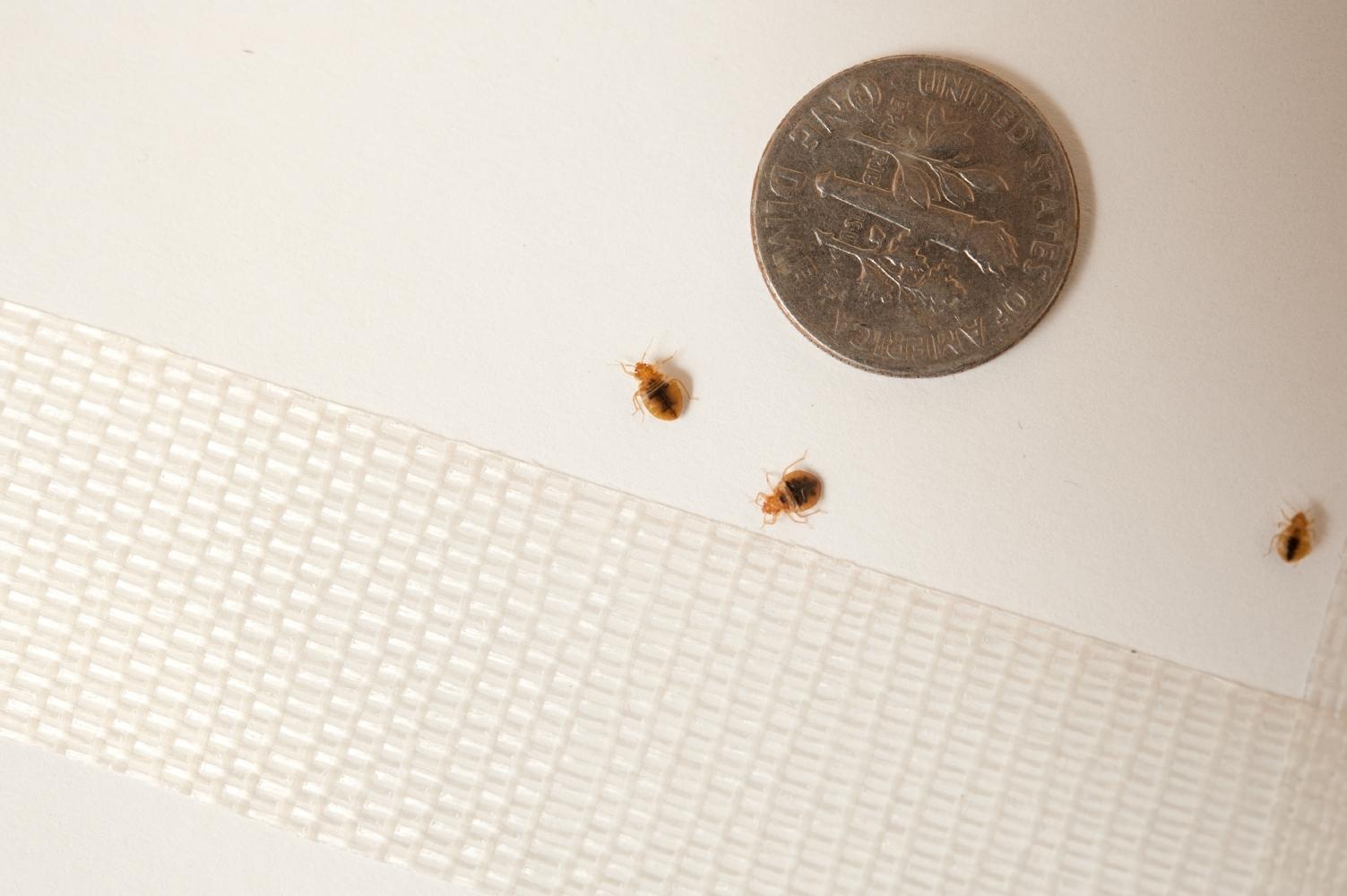 You are currently viewing 5 Signs Your Home is a House of Bed Bugs