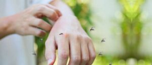 Read more about the article Why Mosquitoes Bite Some People and Not Others